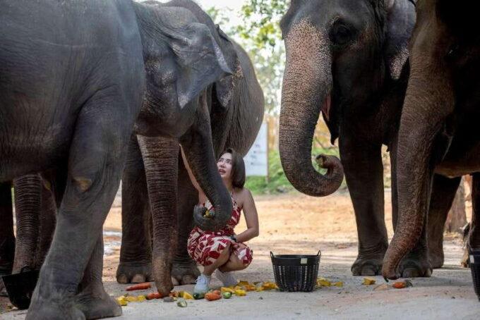 Phuket: Meet Feed & Relax With Elephant - Frequently Asked Questions