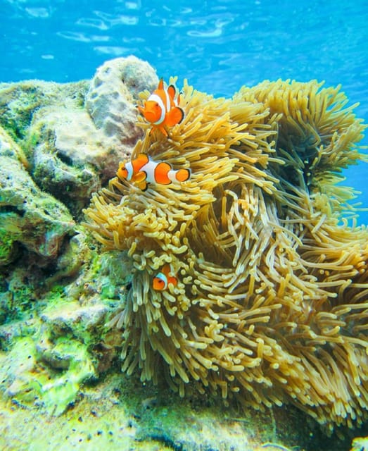 Phuket or Khao Lak: Surin Islands & Moken Village Day Trip - Transportation and Logistics