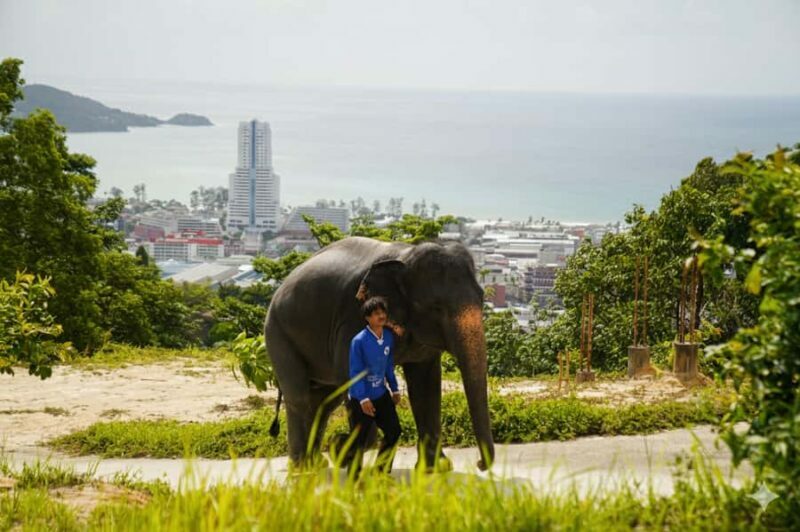 Phuket: Patong Ethical Elephant Sanctuary Tour with Transfer - An Authentic, Respectful Way to Meet Thailand’s Elephants