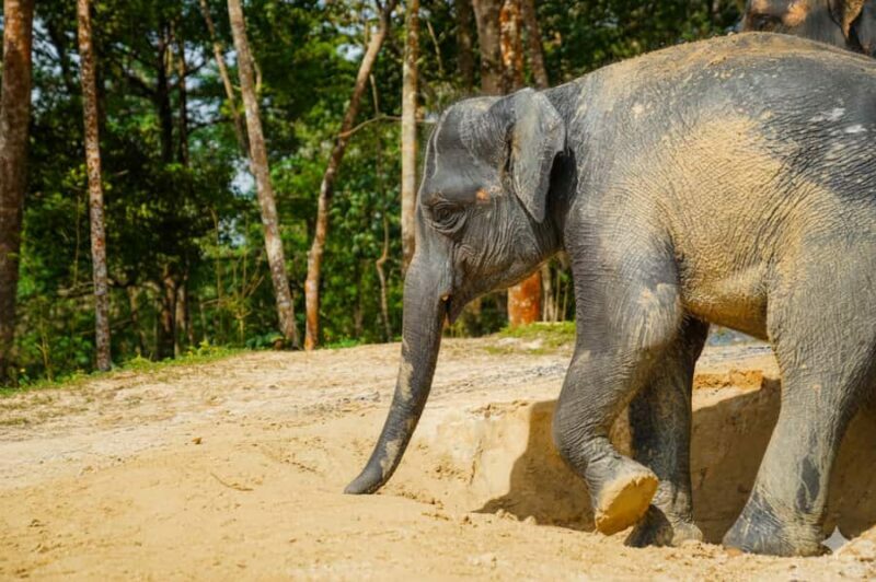 Phuket: Patong Ethical Elephant Sanctuary Tour with Transfer - The Beautiful Setting and Logistics