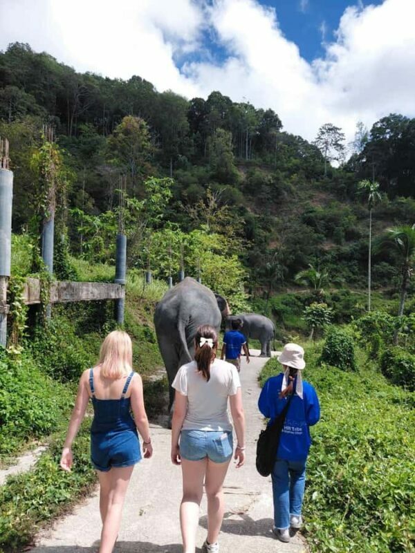 Phuket: Patong Ethical Elephant Sanctuary Tour with Transfer - The Experience Itself: What You Can Expect