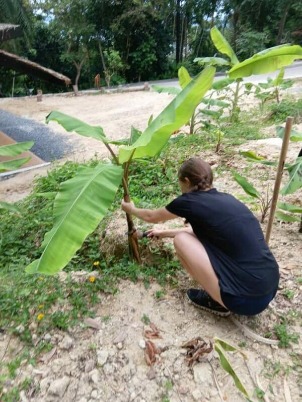 Phuket: Patong Ethical Elephant Sanctuary Tour with Transfer - The Sum Up: A Genuine, Respectful Encounter