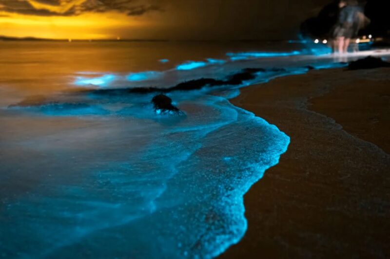 Phuket: Phang Nga Bay Bioluminescent Plankton and Sea Canoes - Itinerary Highlights