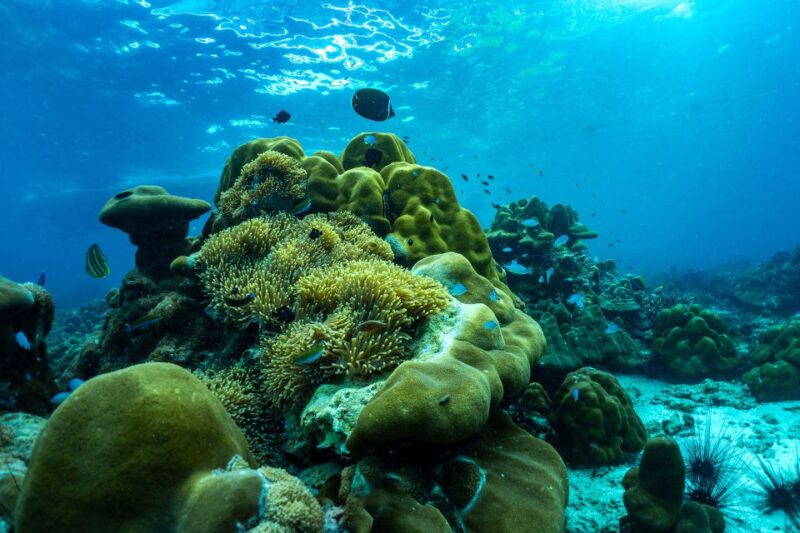 Phuket: Phi Phi and Khai Islands Boat Trip With Lunch - Itinerary Highlights