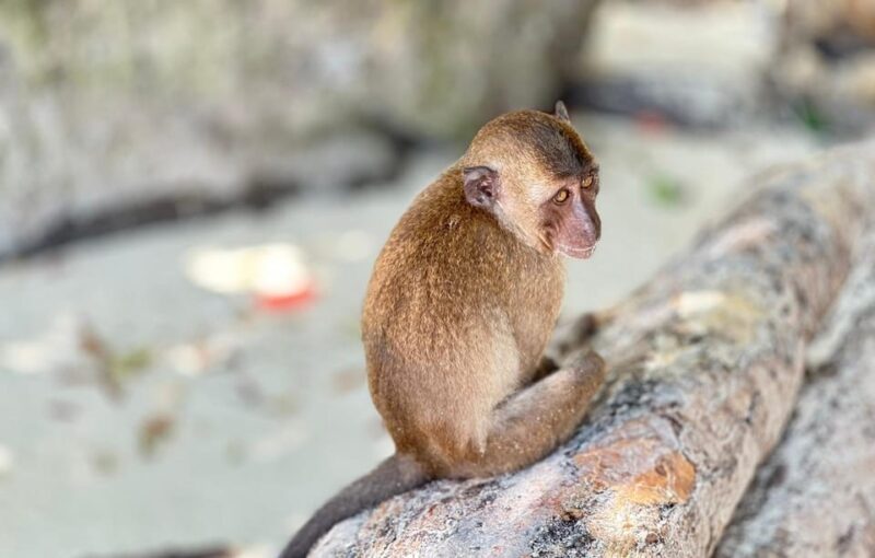 Phuket: Phi Phi Islands and Maya Bay Day Trip With Lunch - Important Information