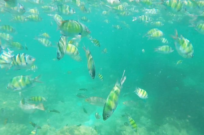 Phuket: Phi Phi Islands by Ferry With Snorkeling and Lunch - Snorkeling Experience