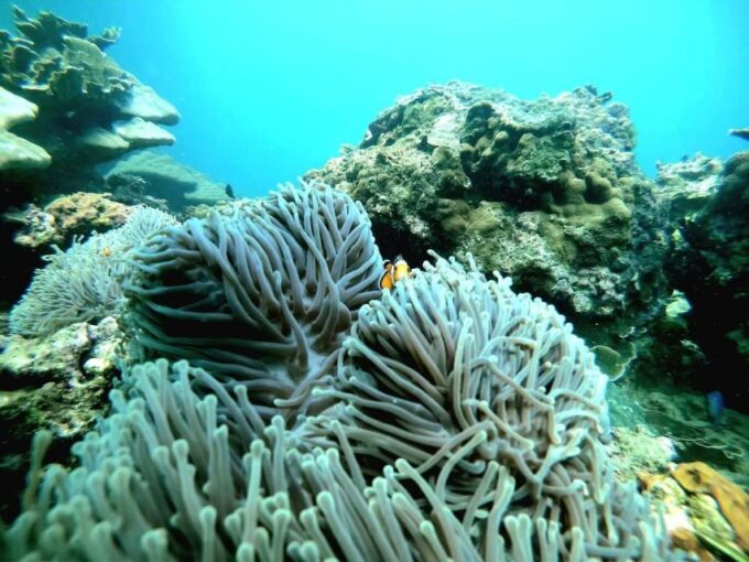 Phuket: Phi Phi, Maya Bay, and Khai Island With Buffet Lunch - Hotel Pickup and Transfer