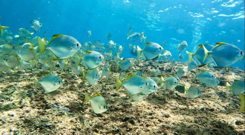 Phuket: Phi Phi, Maya, Khai, or Bamboo Island Day Trip - Itinerary and Activities