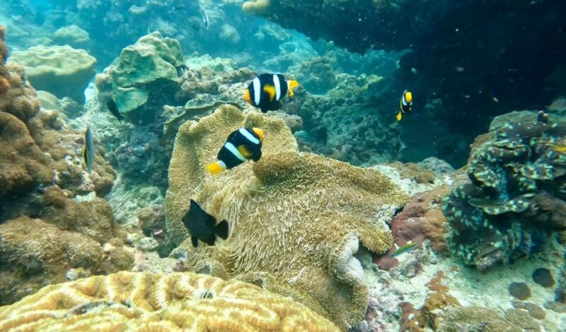 Phuket: Phi Phi, Maya, Khai, or Bamboo Island Day Trip - Visitor Center and Safety Briefing