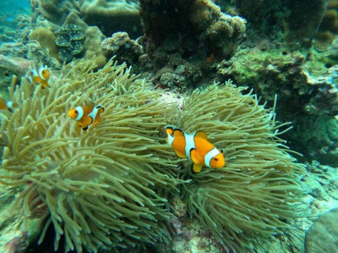 Phuket: Phi Phi, Maya, Khai, or Bamboo Island Day Trip - Khai Islands Sightseeing and Relaxation