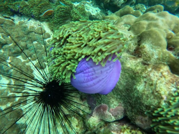 Phuket: Phi Phi, Maya, Khai, or Bamboo Island Day Trip - Important Considerations and Restrictions