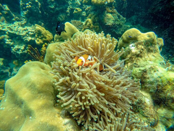 Phuket: Phi Phi Sunrise Boat Tour to Bamboo and Khai Island - Bamboo Island Adventure
