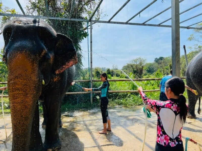 Phuket: Phuket Elephant Care Sanctuary ECO Tour - Key Points