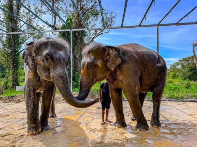 Phuket: Phuket Elephant Care Sanctuary ECO Tour - Phuket Elephant Care Locations
