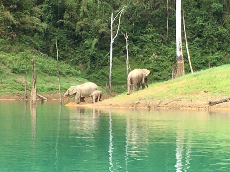 Phuket: Private Day Trip to Cheow Larn Lake - All Inclusive - Licensed Guide and Insurance Coverage