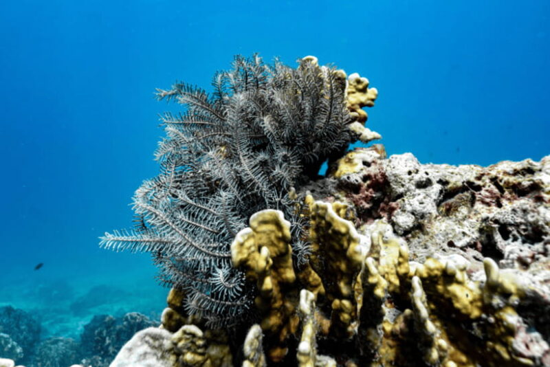Phuket: Racha and Coral Islands Speedboat Trip With Lunch - Suitability and Restrictions