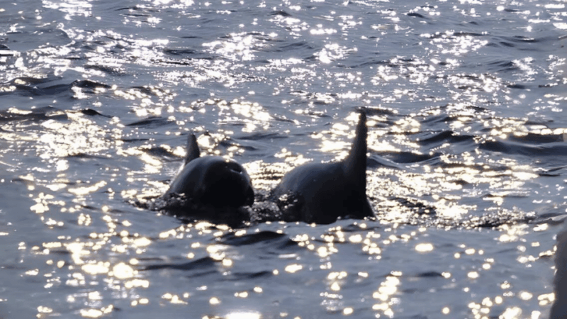 Phuket: Raya Island, Maithon Island, & Dolphin Spotting Tour - Exclusions