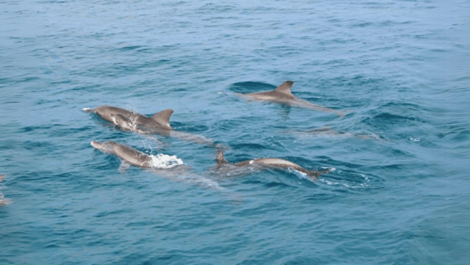 Phuket: Raya Island, Maithon Island, & Dolphin Spotting Tour - Frequently Asked Questions