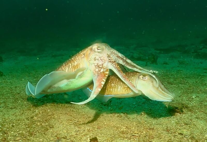 Phuket: SCUBA Diving Day Trip King Cruiser, Shark Point, KDM - Key Points