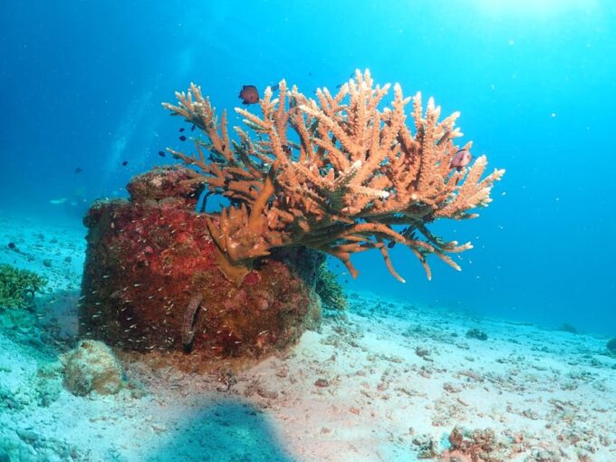 Phuket: SCUBA DIVING Day Trip Racha Yai/ Racha Noi 3 Dives - Transportation and Activities