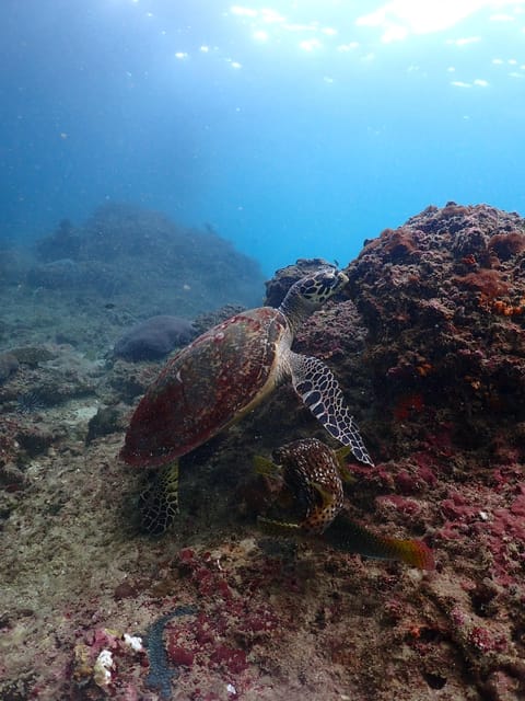 Phuket: Scuba Diving With Seawave Diving Center - Key Points