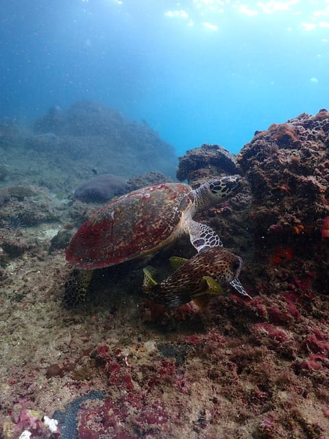 Phuket: Scuba Diving With Seawave Diving Center - Diving Packages and Options