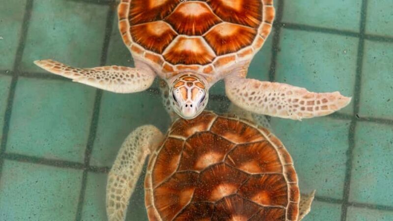 Phuket: Sea Turle Center,Temples,Tsunami & Elephant and More - Key Points
