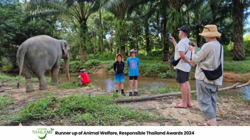 Phuket: Sea Turle Center,Temples,Tsunami & Elephant and More - Practical Tips & Considerations
