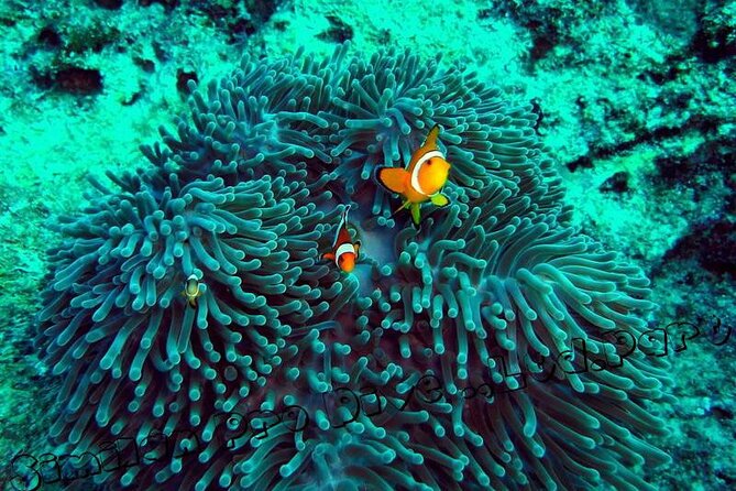 Phuket Similan Island Andaman Ocean Tour by Van and Speedboat - Pickup Information