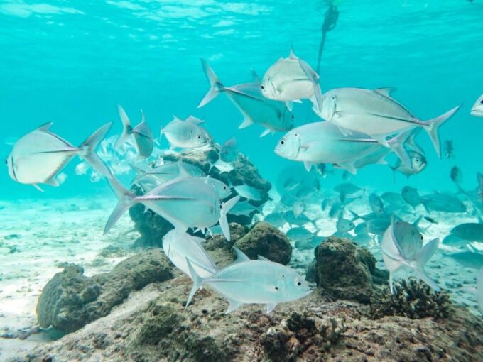 Phuket: Similan Island Full-Day Trip by Speedboat With Meals - Customer Feedback and Ratings