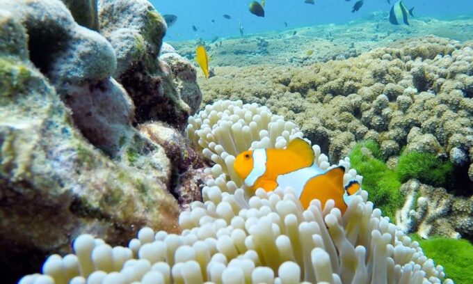 Phuket: Similan Island Full-Day Trip by Speedboat With Meals - Cancellation Policy