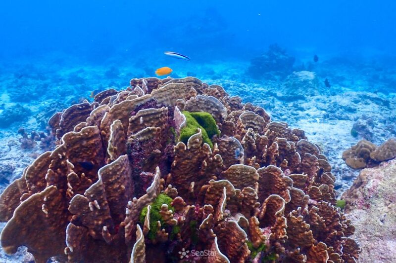Phuket: Similan Island Snorkeling Adventure Full Day Tour - Key Points