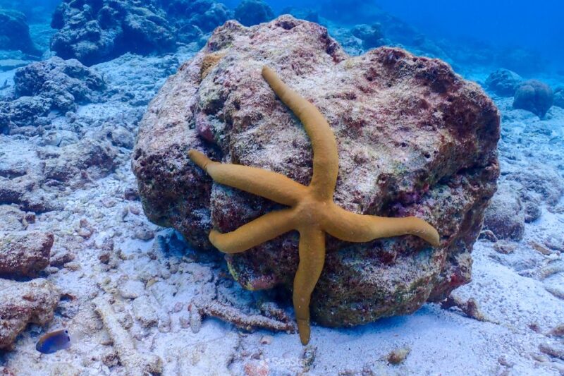 Phuket: Similan Island Snorkeling Adventure Full Day Tour - Inclusions and Fees