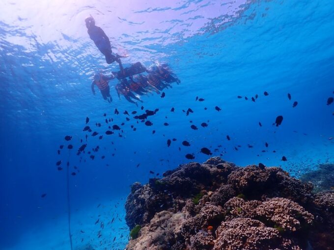 Phuket: Similan Island Snorkeling Adventure Full Day Tour - Free Cancellation and Payment