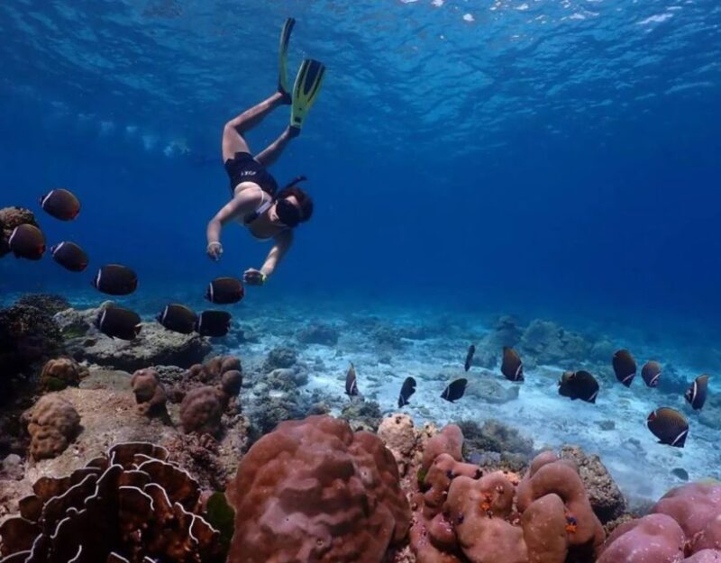 Phuket Similan Islands Private Speedboat Adventure - Snorkeling Experiences