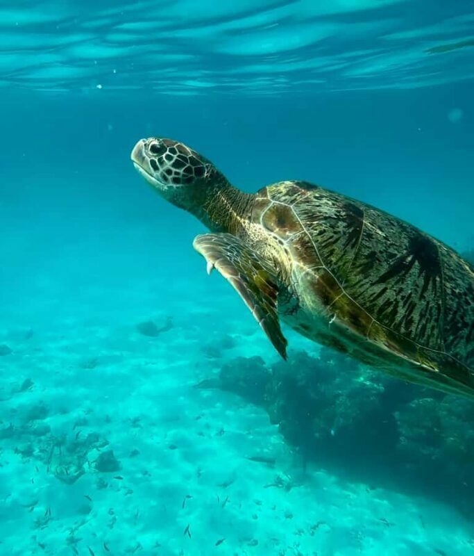 Phuket: Similan Islands Snorkeling Day Trip by Catamaran - FAQs