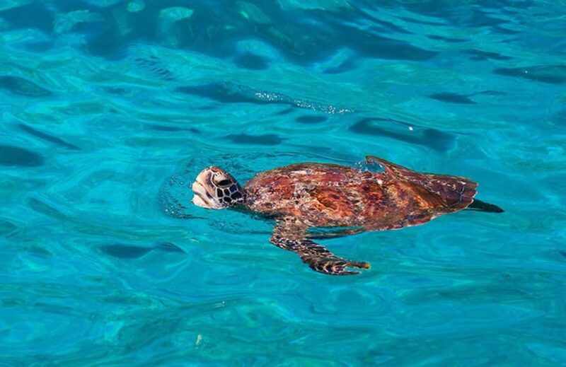 Phuket : Similan Islands Tour - Not Suitable for