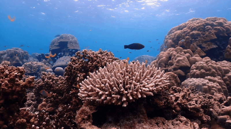 Phuket : Surin Island by Speedboat - Key Points