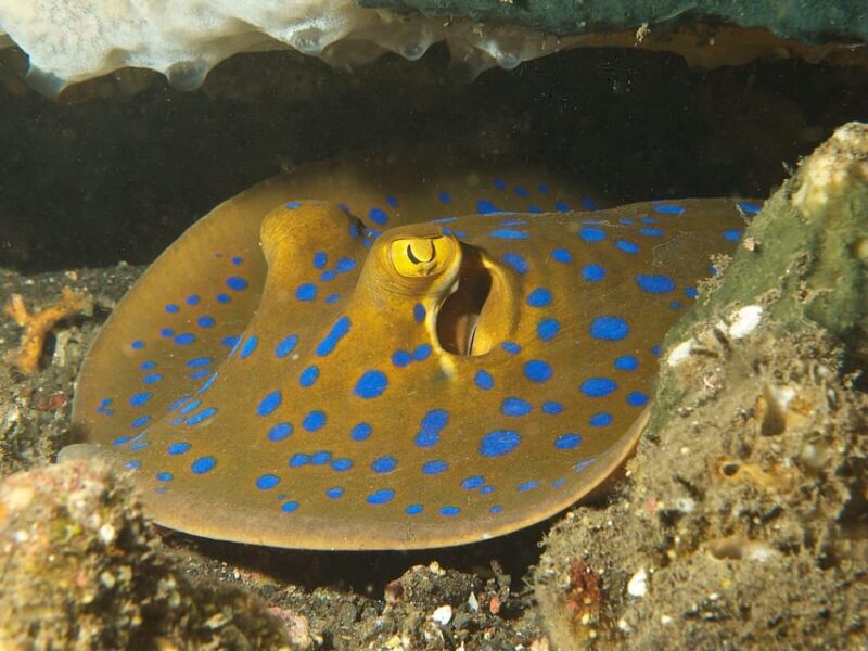Phuket, Thailand : PADI Open Water Scuba Diver Course Phuket - Dive Sites