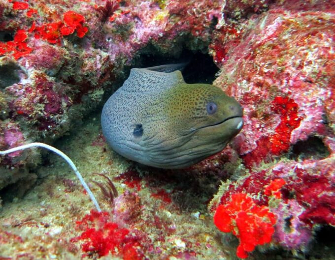 Phuket, Thailand : PADI Open Water Scuba Diver Course Phuket - Frequently Asked Questions
