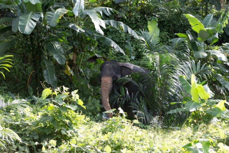 Phuket: Unique Dawn Ethical Elephant Sanctuary Experience - Sanctuary Highlights