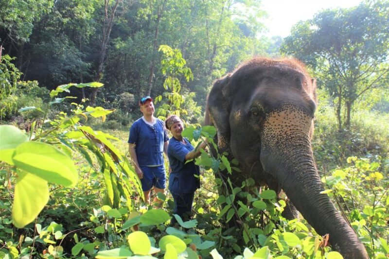 Phuket: Unique Dawn Ethical Elephant Sanctuary Experience - Elephant Care and Routine