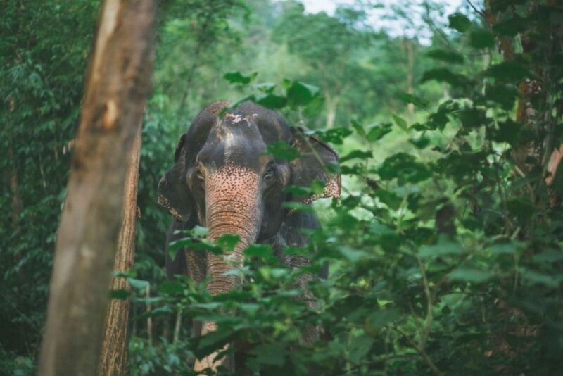 Phuket: Unique Dawn Ethical Elephant Sanctuary Experience - Ethical Commitment