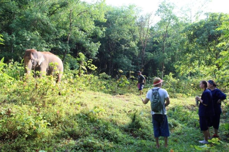 Phuket: Unique Dawn Ethical Elephant Sanctuary Experience - Visiting Information