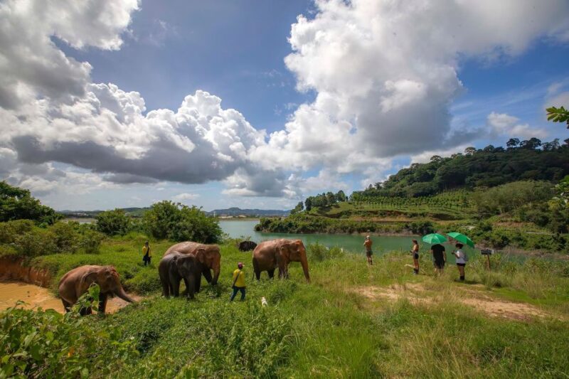 Phuket: Walk and Feed Ethical Elephant Nature Park Tour - Key Points