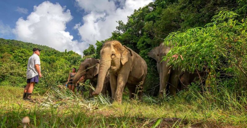 Phuket: Walk and Feed Ethical Elephant Nature Park Tour - Transportation and Logistics