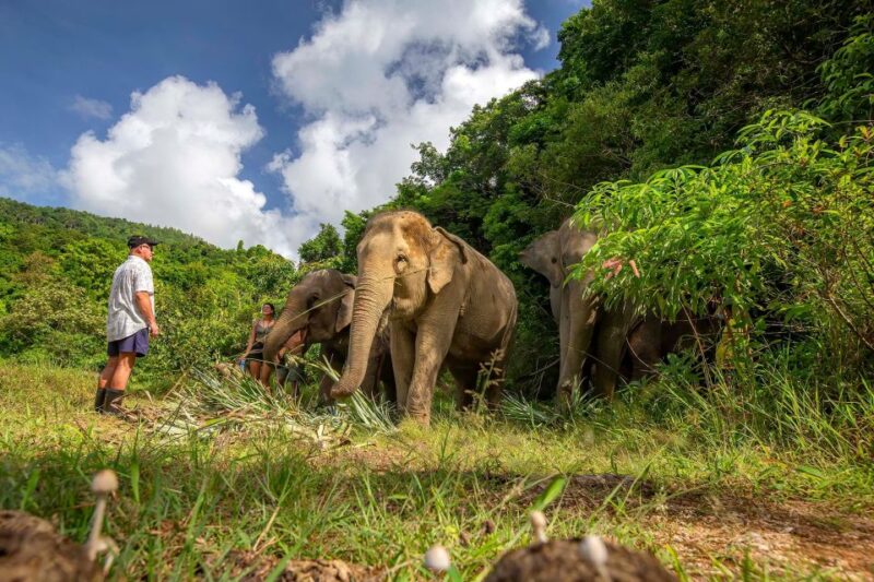 Phuket: Walk and Feed Ethical Elephant Nature Park Tour - Experience Highlights