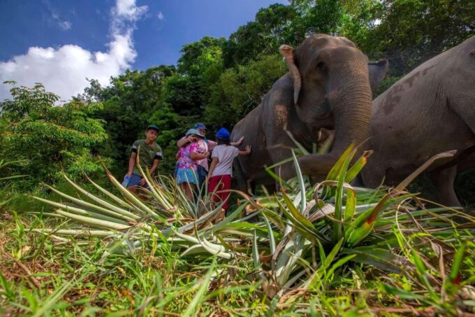 Phuket: Walk and Feed Ethical Elephant Nature Park Tour - Frequently Asked Questions