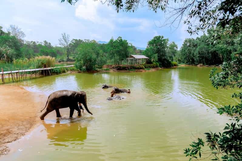Phuket: Walk and Plant at Elephant Nature Park Visit - Key Points