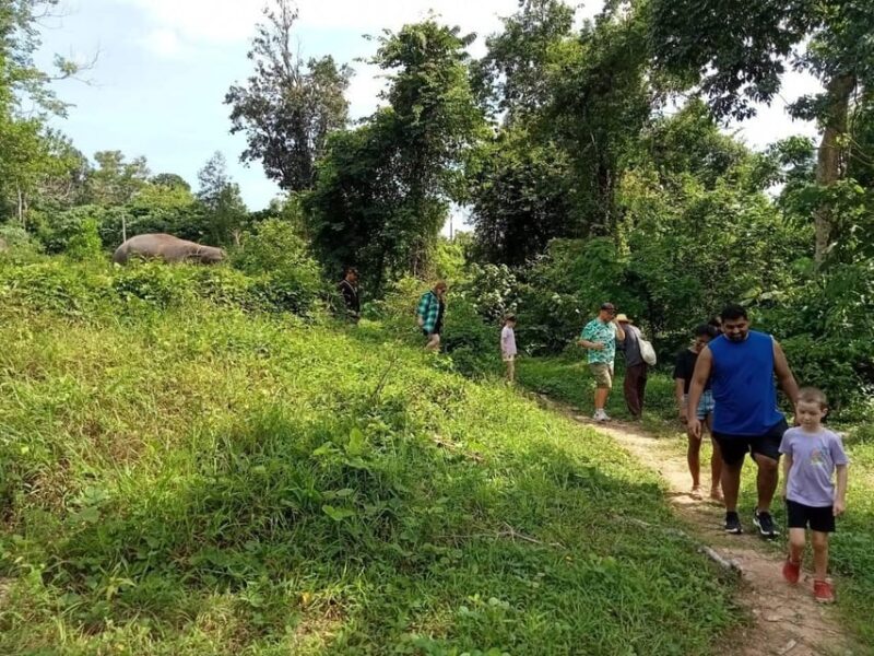 Phuket: Walk and Plant at Elephant Nature Park Visit - Elephants at Elephant Nature Park